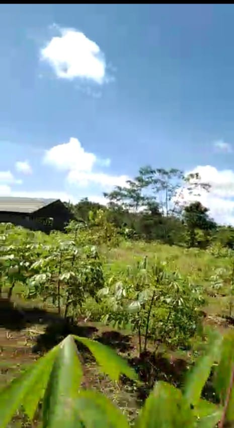 DIJUAL Kebun durian